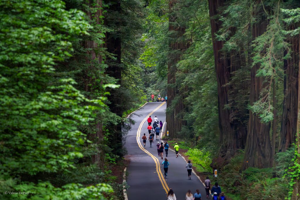 Runners on the road beneath towering redwood trees