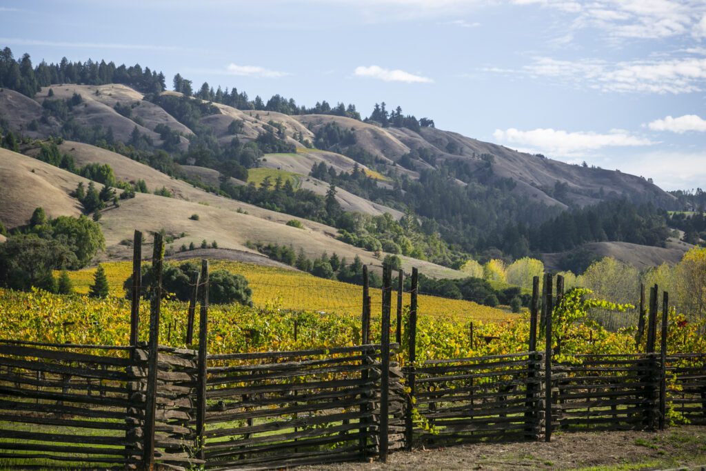 Vineyards in fall colors against a backdrop of rolling hills lined with redwood trees.