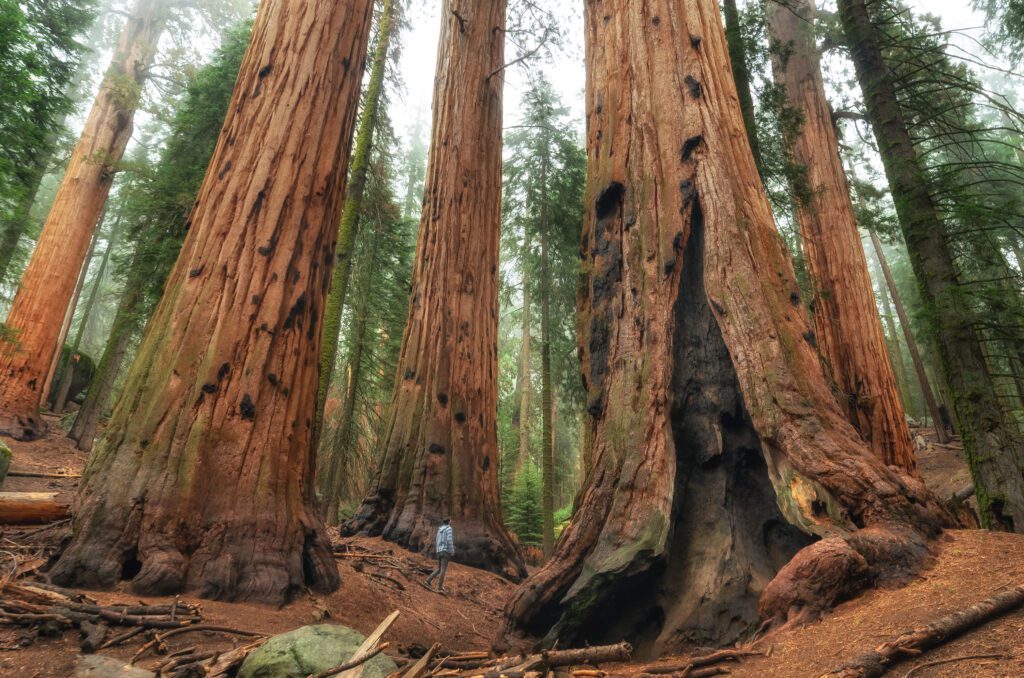 A man is hiking and looking up at the giant sequoia trees in Sequoia National Park
