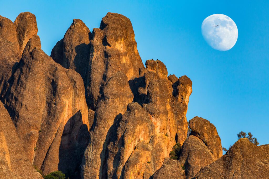 The moon rising against a blue sky over rock spires with a condor silhouetted by the moon