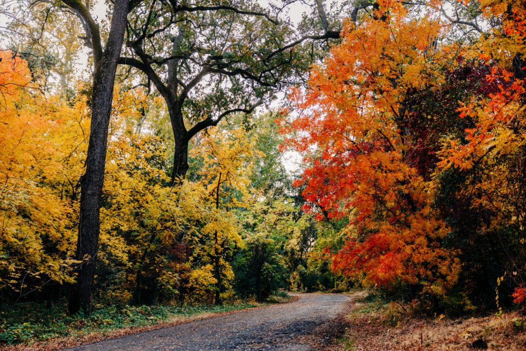 Fall scene in Bidwell Park with colorful foliage in Chico, CA